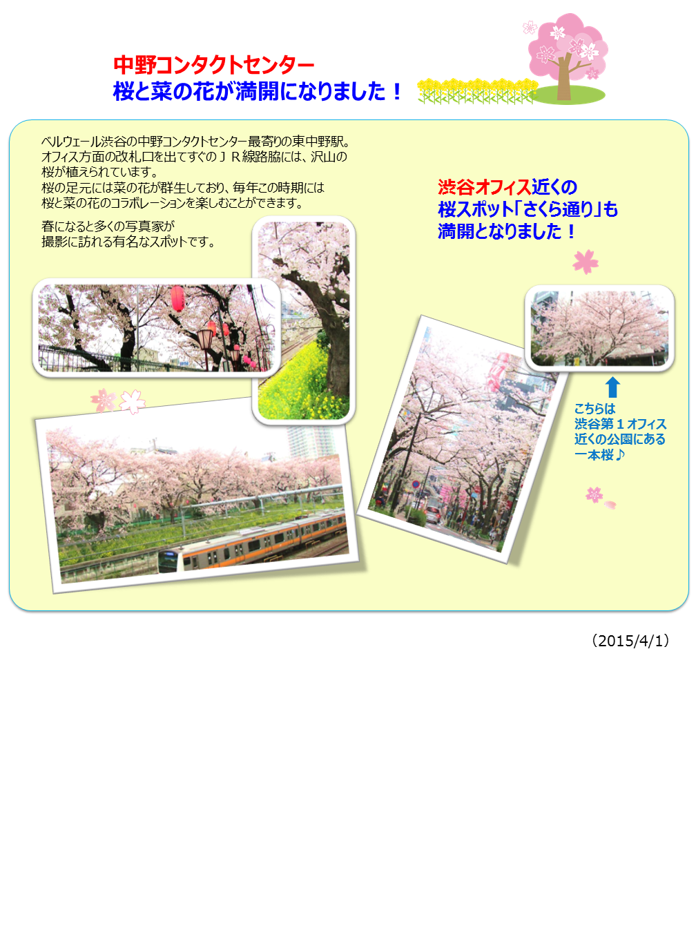 ベルウェールグループ 中野コンタクトセンター 桜と菜の花が満開になりました